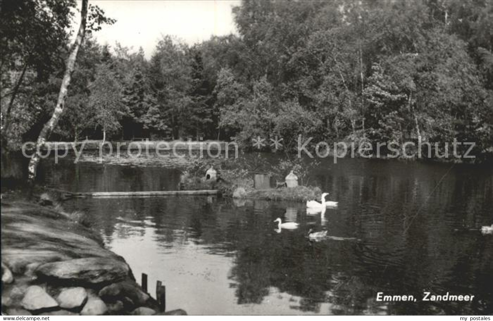 Emmen Netherlands Zandmeer Enten