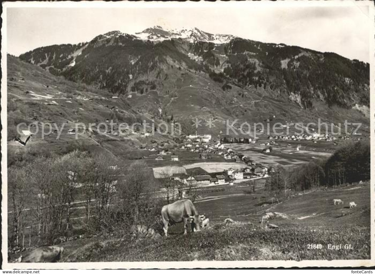 Engi Panorama Viehweide Kuh