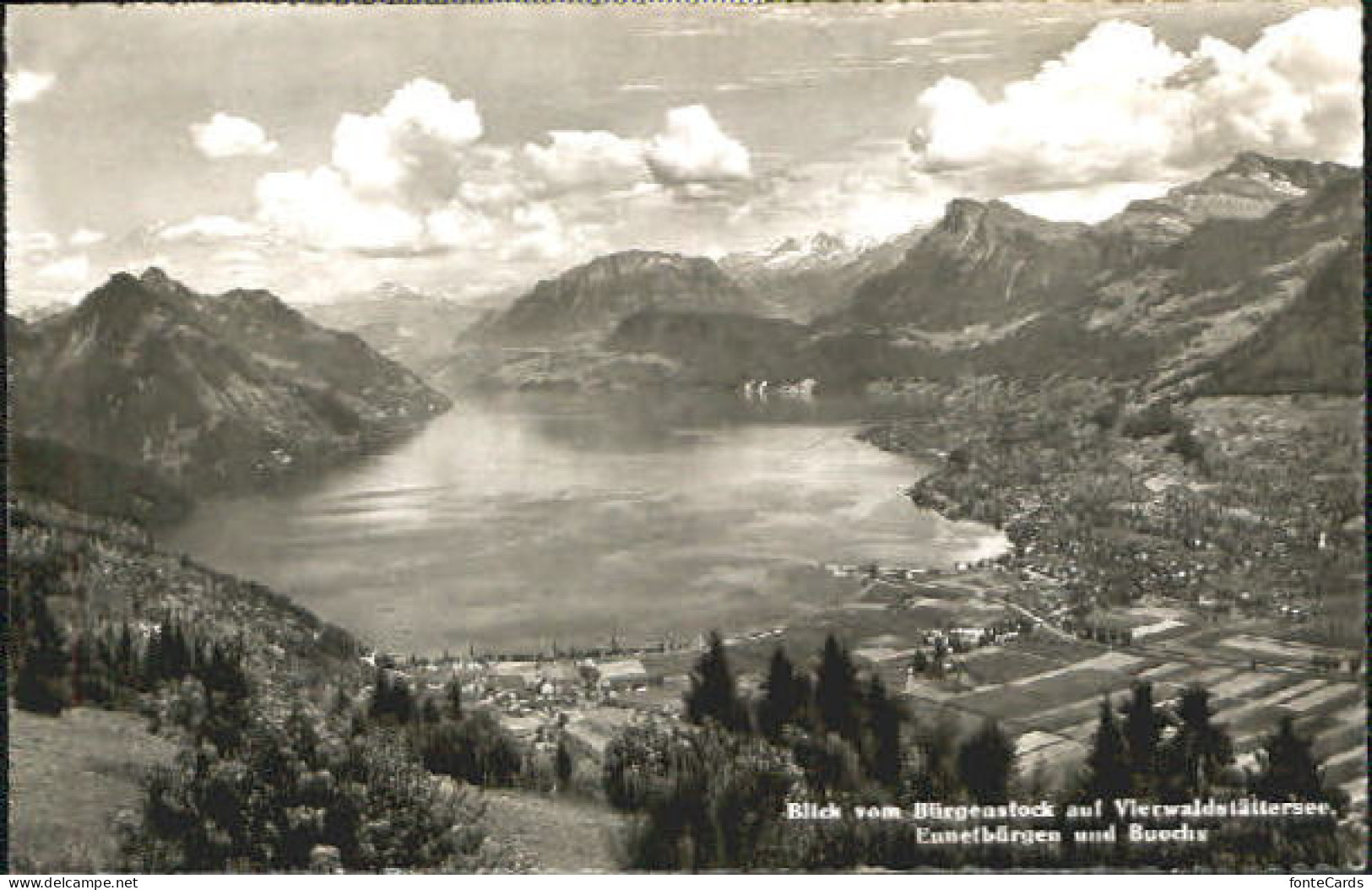 Ennetbuergen NW uochs Vierwaldstaettersee