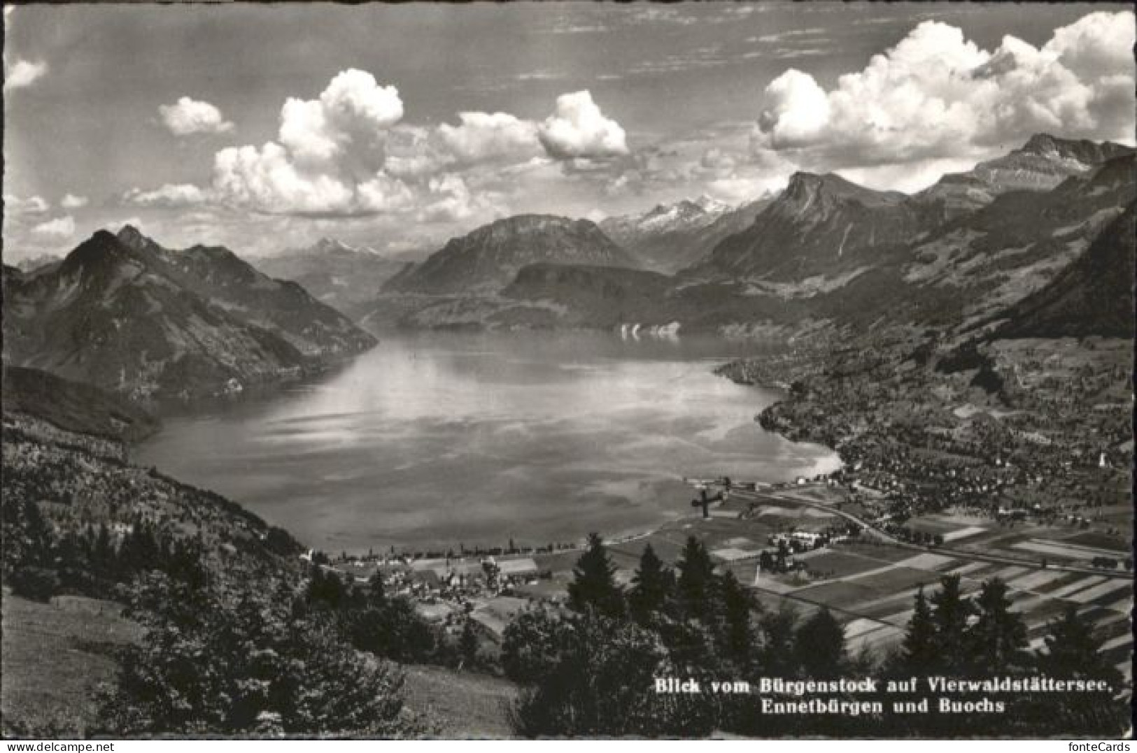 Ennetbuergen NW uochs Vierwaldstaettersee x