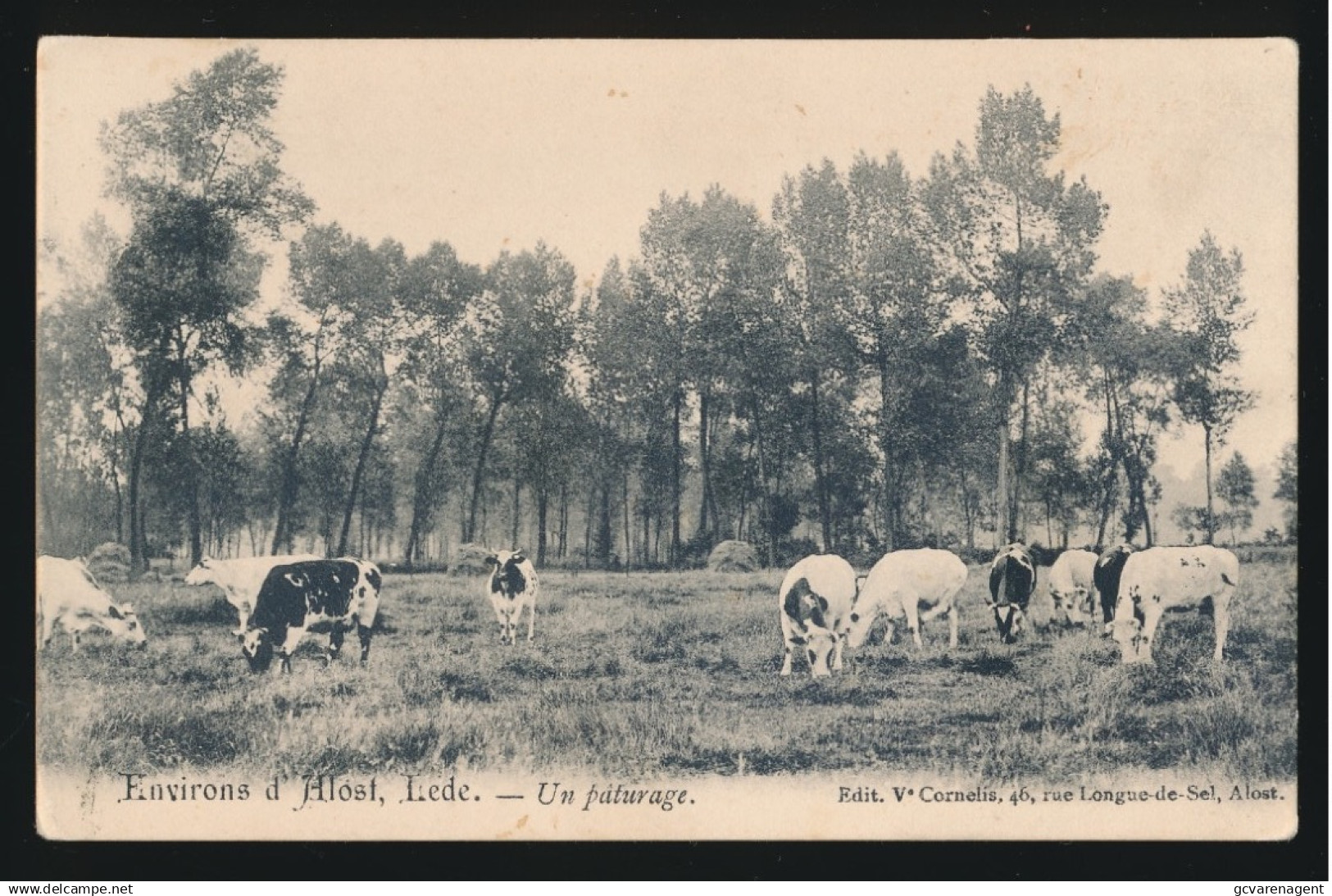 ENVIRONS D'ALOST - LEDE  UN PATURAGE