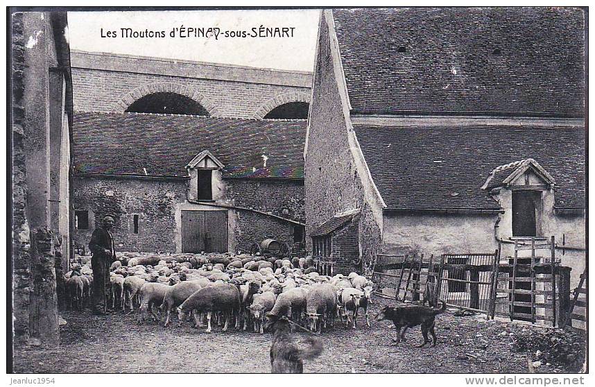 EPINAY SOUS SENART LES MOUTONS