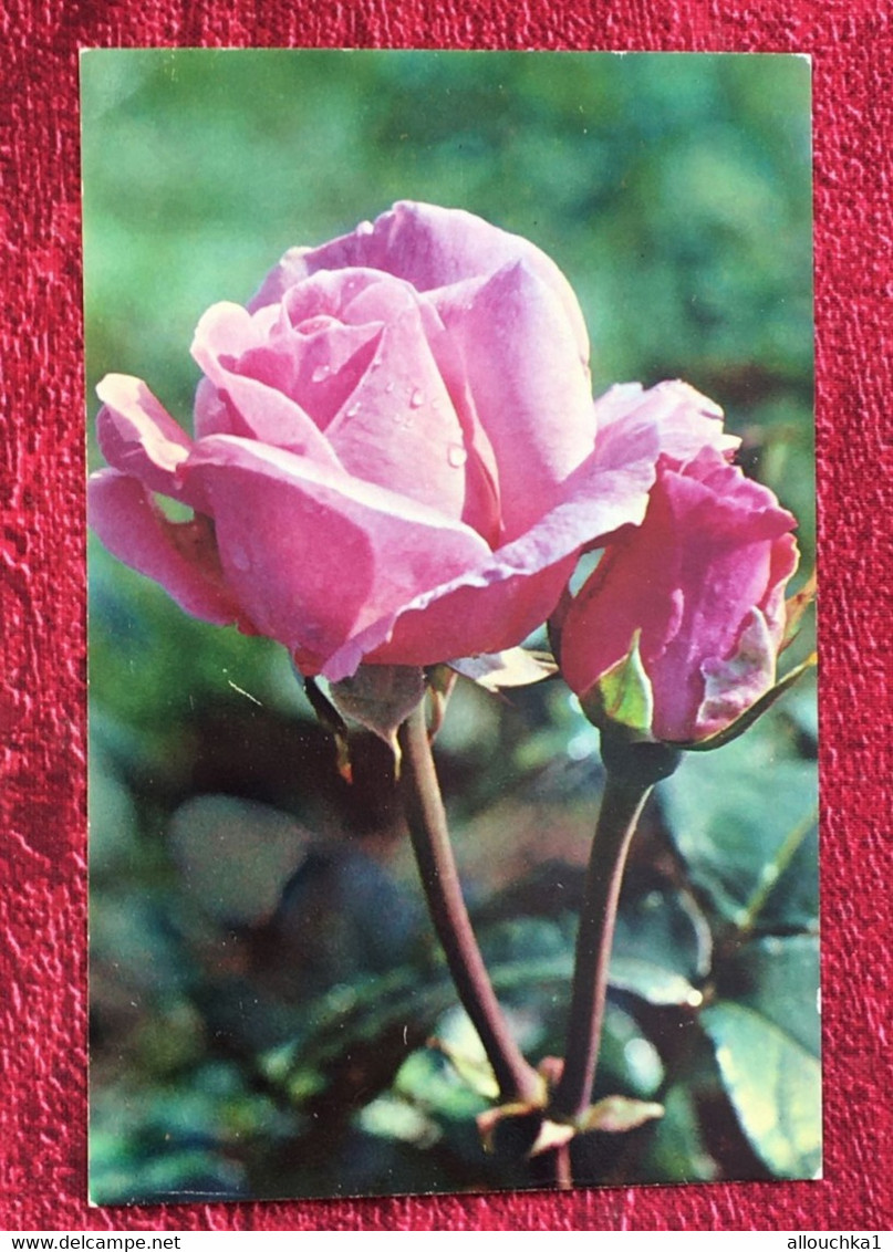 Erevan Arménie Armenia⭐ Carte postale Roses en arménien à traduire-☛Document Arménien Historique: -☛Marseille-1977