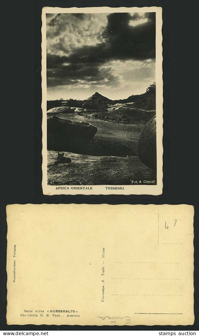 Eritrea Old Postcard Teseney Tessenei Wild Lion, Camels