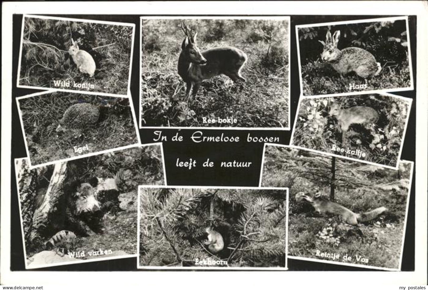 Ermelo Jn de Ermelose bossen leeft de natur