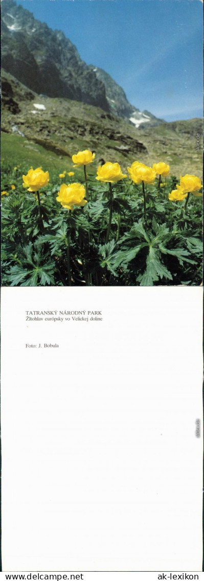 Slowakei Tatranský Národný Park/Tatra-Nationalpark - Blumen 1990