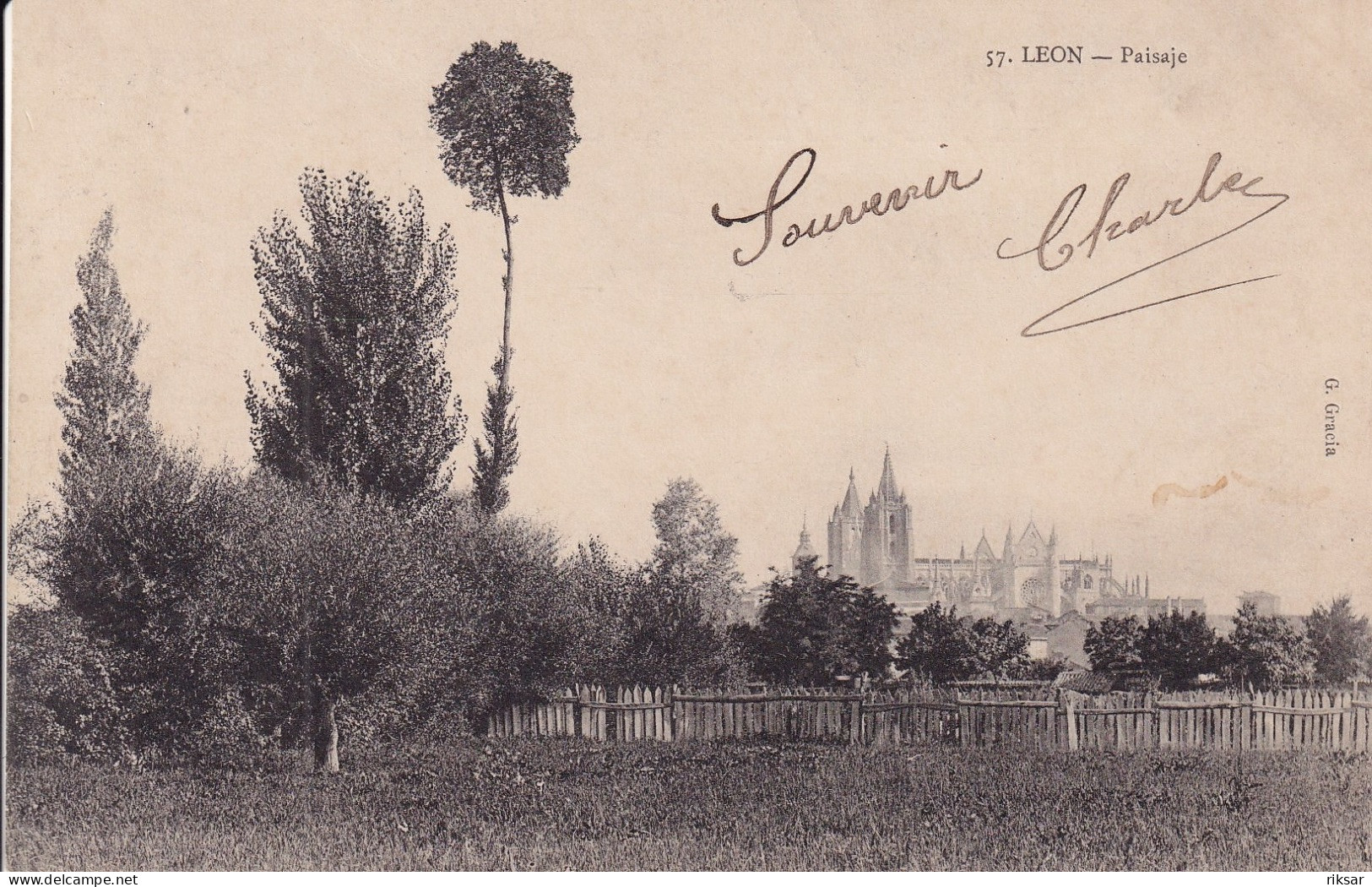 ESPAGNE(LEON) ARBRE