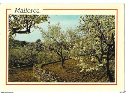 CP MALLORCA