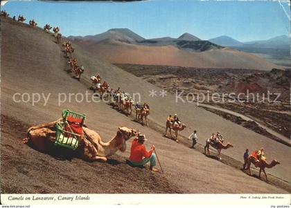 Lanzarote Kanarische Inseln Kamele