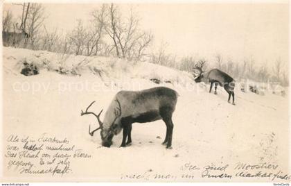 Juneau Alaska Rentiere