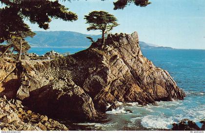 B349 US Lone Cypress on Midway Pt Pebble Beach California vintage postcard