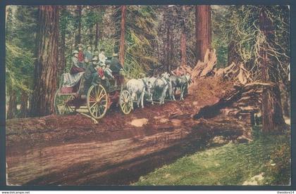 USA California CA   A fallen monarch california bio trees