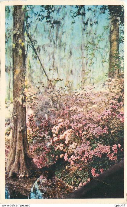 CPA Cypress Gardens Oakley South Carolina
