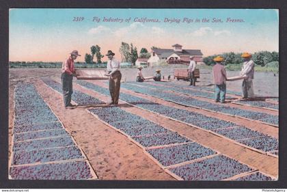 Postcard, United States, Fresno California CA, Drying Figs in the Sun