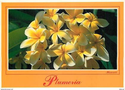 Carte Postale - Etats Unis - Hawaï - Hawaï's flowers - Plumeria - Fleurs - Etat de Hawaï - Hawaï State - CPM - Voir Timb