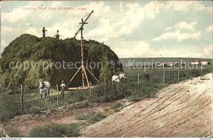 Alfalfa Idaho Stacking Third Crop Erntezeit Feldarbeit