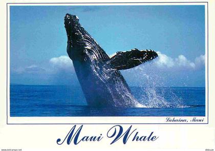Carte Postale - Etats-Unis - Lahaina - Maui whale a giant maui humpback whale lifts its massive body from the ocean as i
