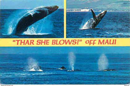 Carte Postale - Etats-Unis - Maui - Thar she blows off maui the humpback whale megaptera novaeangliae comes to hawaii ev