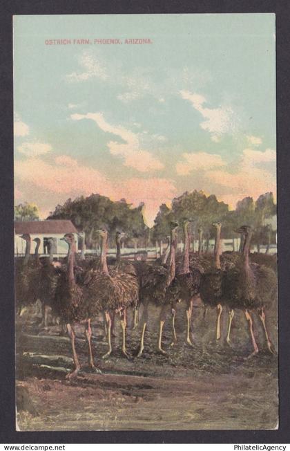 Postcard, United States Arizona, Phoenix, Ostrich Farm, Unposted
