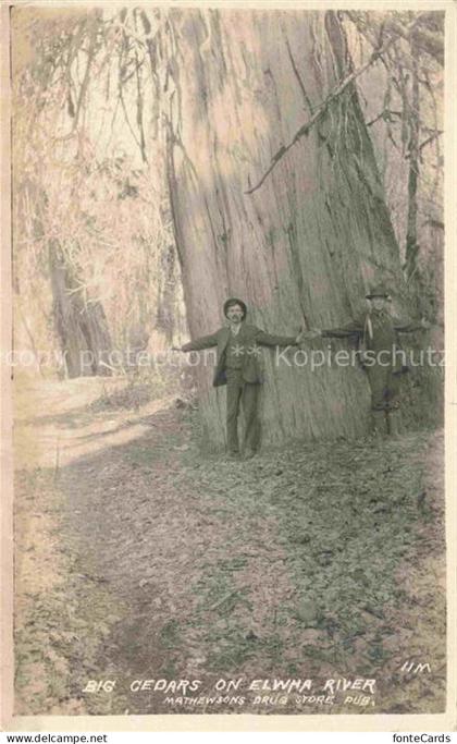 Olympic National Park Port Angeles Washington USA Cedars on Elwha River