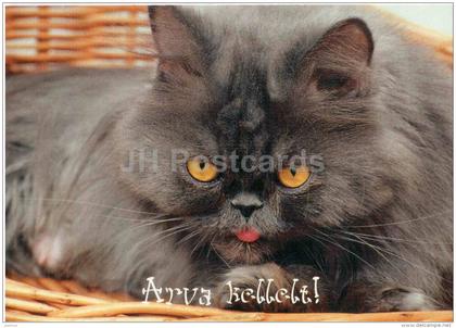 Cat - AK12 - Estonia - used