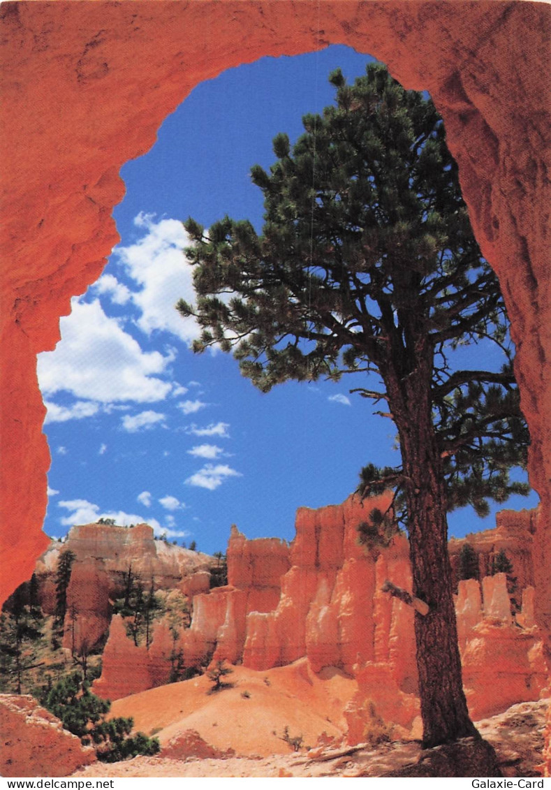 ETATS UNIS BRYCE CANYON BRYCE CANYON NATIONAL PARK