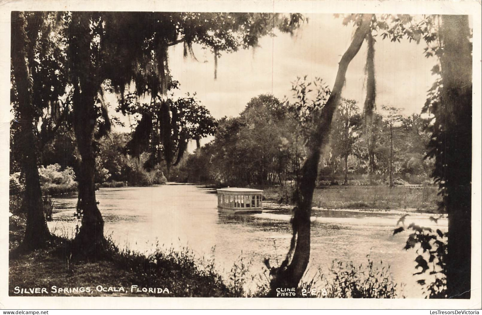 ETATS UNIS - Florida - Silver Springs - Ocala - arbre - 1947 - CPA