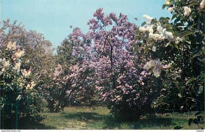 CPM Lilacs rochester new york