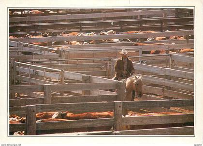 CPM Amarillo Cattle in the Corral Au Nord du Texas