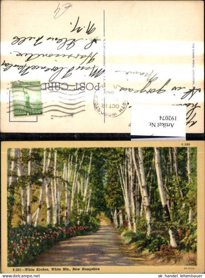 192074,New Hampshire White Mountains White Birches Straßenansicht Birken