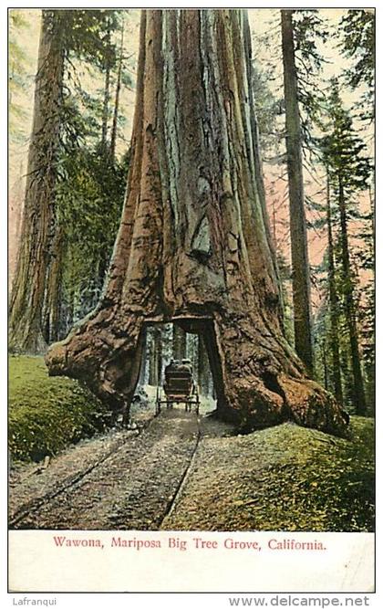 pays divers -etats unis- usa -ref C336- arbre -tree -wawona ;mariposa big tree grove -california -theme arbres  -