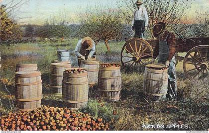 USA - ARIZONA - Packing Apples - Carte postale ancienne