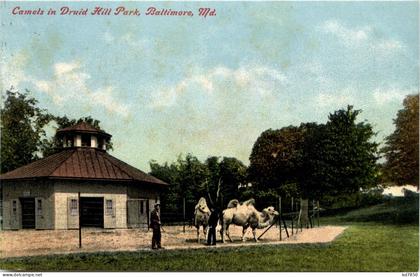 Baltimore - Camels in Druid Hill Park