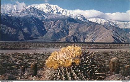 Santa Ana California Springtime contrast on the Desert Cactus Mountains
