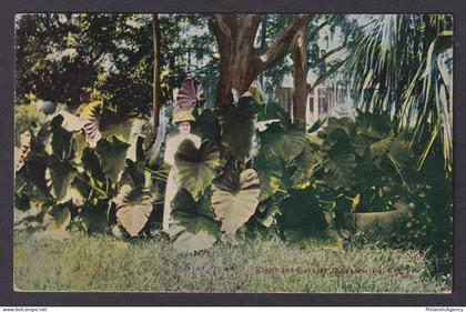 Postcard, United States, Jacksonville FL, Elephant Ears Plants