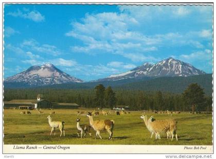 OR Oregon, Central Oregon Llama Farm, Mountain Volcano, c1970s Vintage Postcard