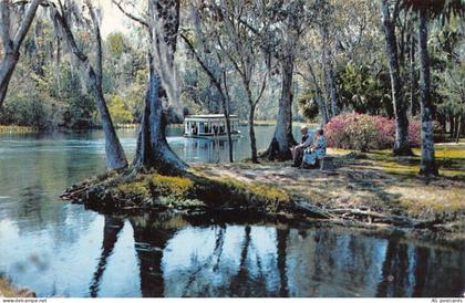C161 Florida Silver River in famous Sliver Springs  1981  vintage postcard