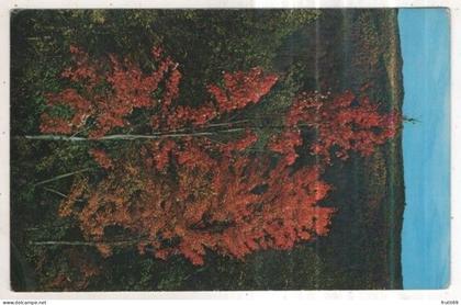 AK 261246 USA - Smoky Mountains National Park - a gorgeous autumn scene