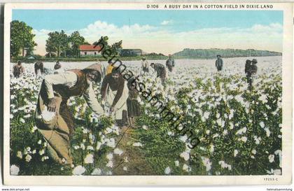 Cotton Field - Schwarze Baumwollpflücker - Published Asheville Post Card Co.