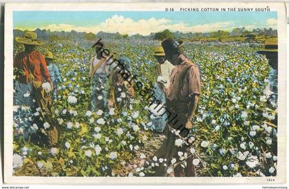 Cotton Field - Schwarze Baumwollpflücker - Published Asheville Post Card Co.