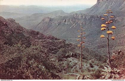 [-5%] ETATS UNIS - Texas - Big Bend National park - The maguey or century plant with candelabrum... - Carte postale
