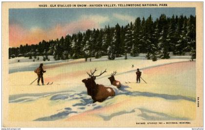 Yellowstone Natinal Park - Elk stalled in snow - Hayden Valley