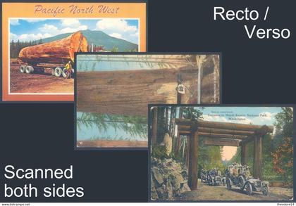 3 postcards USA WA Giant Fir. one of Washington big trees National Park