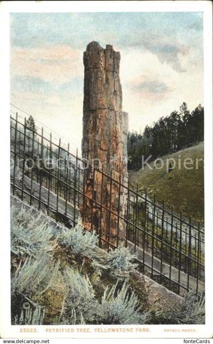 Yellowstone National Park Petrified Tree