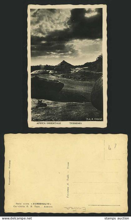 Eritrea Old Postcard Teseney Tessenei Wild Lion, Camels