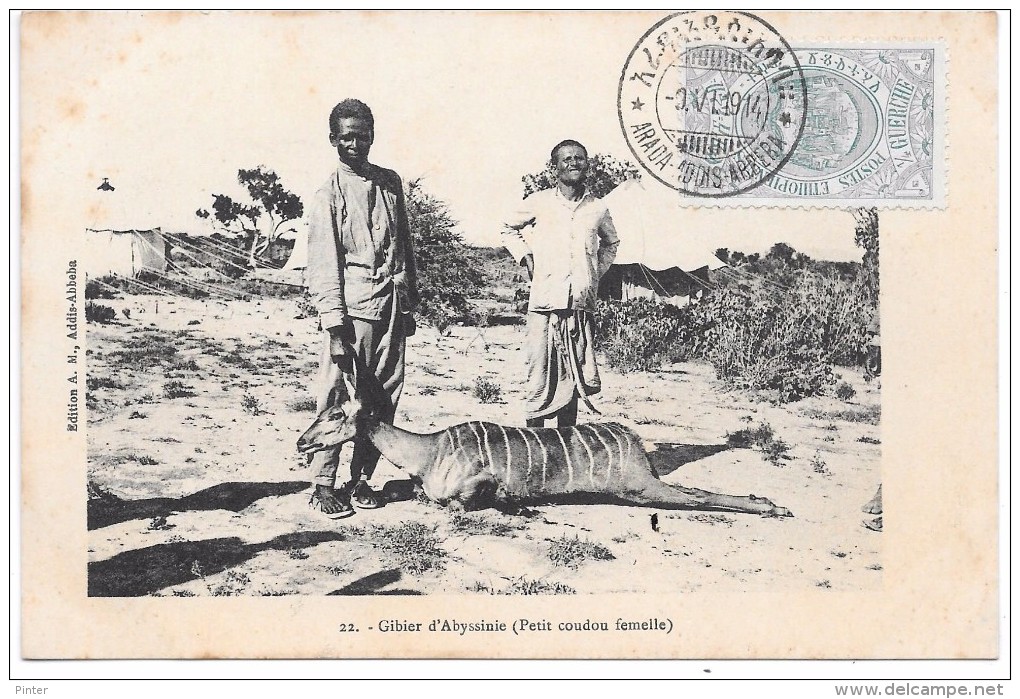 ETHIOPIE - Gibier d'Abyssinie (petit coudou femelle)