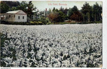 1910 - England, United Kingdom, Bermuda, -Lilly field, Bermuda-, blühend... - 20059575