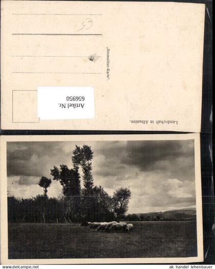 656950,Landschaft in Albanien Schafe Schafherde