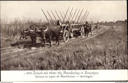 CPA Mazedonien, Szenen und Typen, Rinderkarren, Landwirtschaft