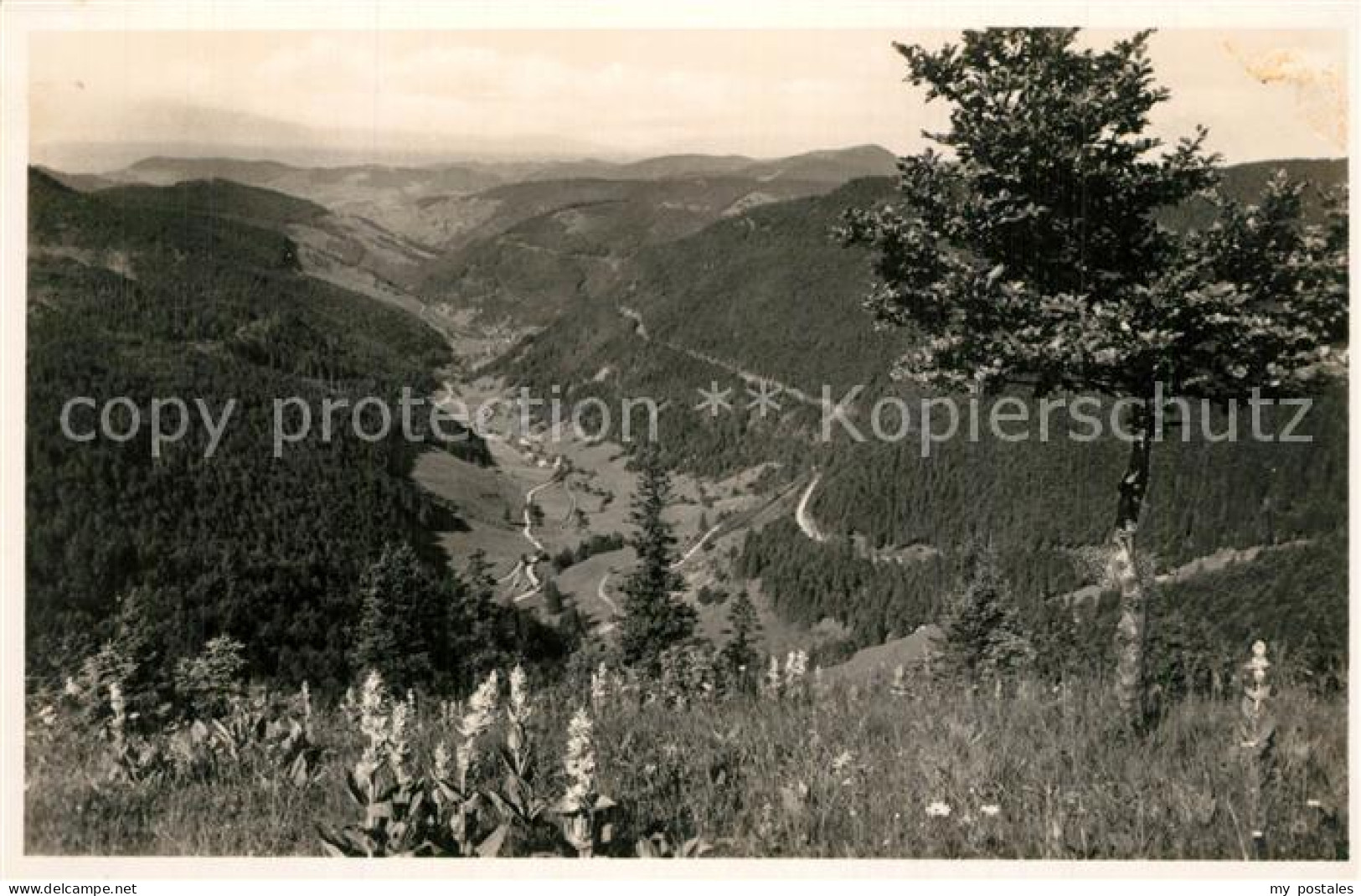 Fahl Feldberg Blick vom Feldberg